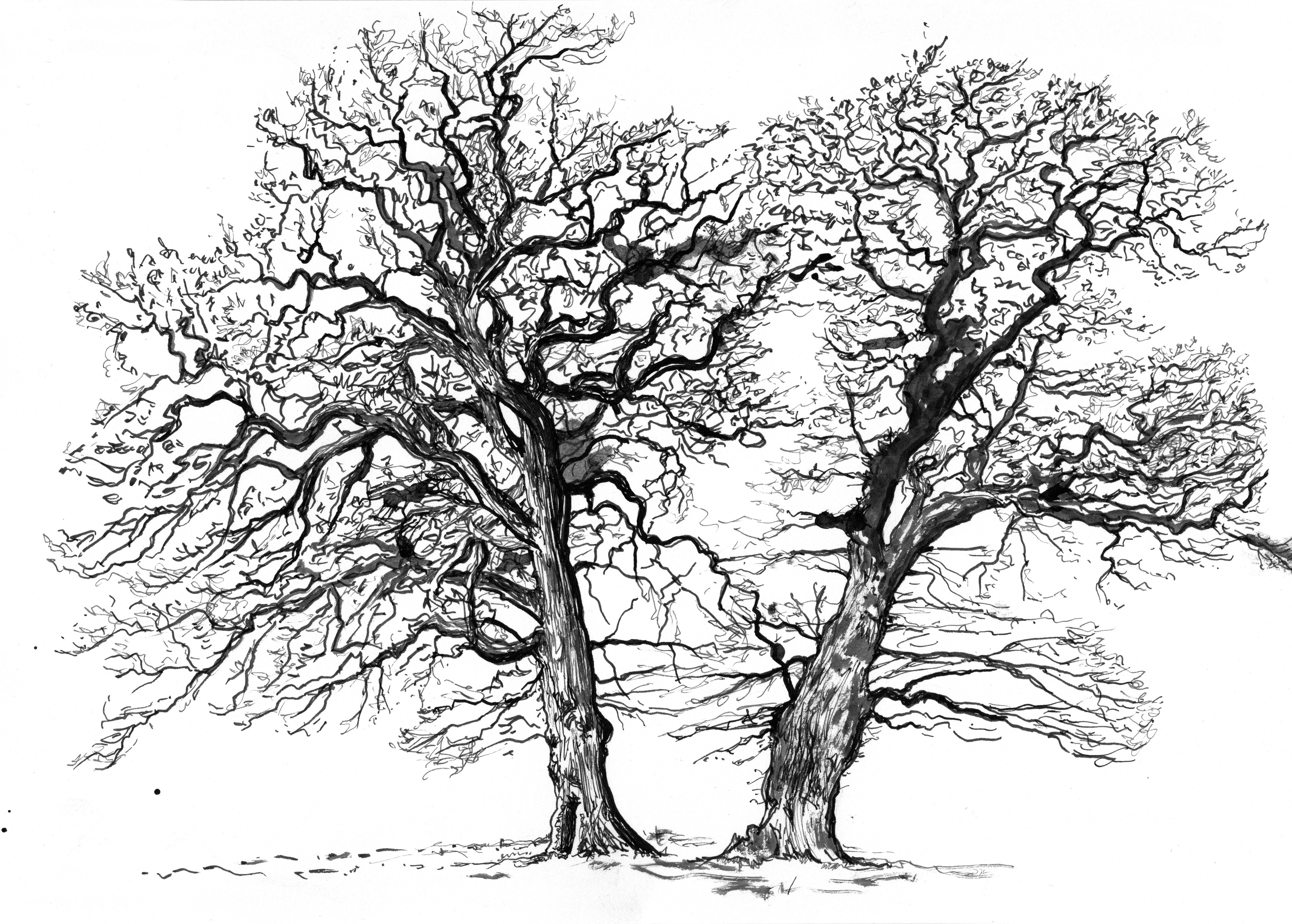 Sarah Parkin Tree Couple Matlock Meadow